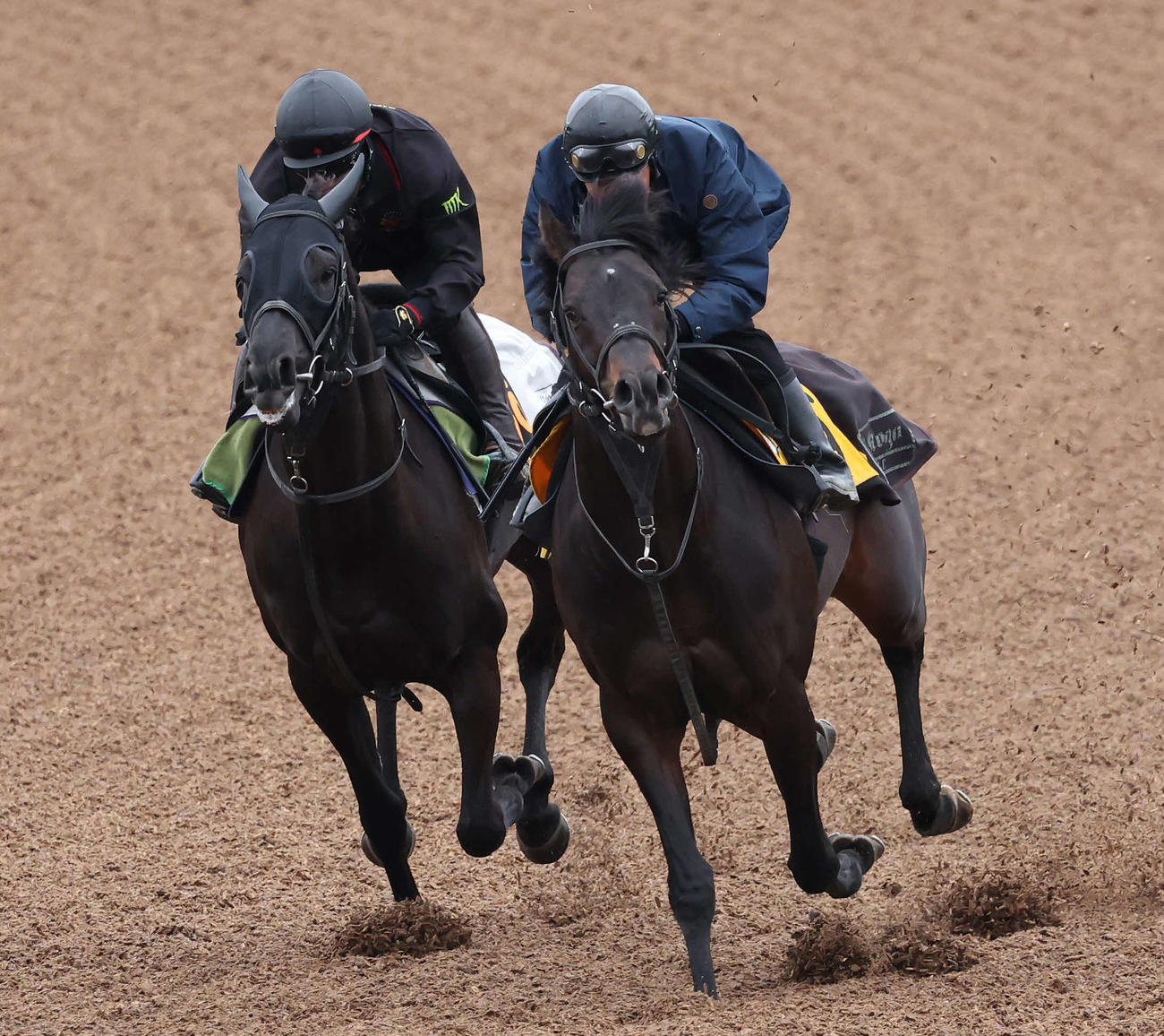 美浦ウッドを併せ馬で追い切られたロジリオン（左）（2024年3月6日撮影）