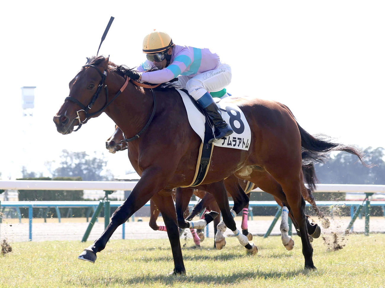 2月17日、京都6Rの3歳1勝クラスを制したナムラアトム