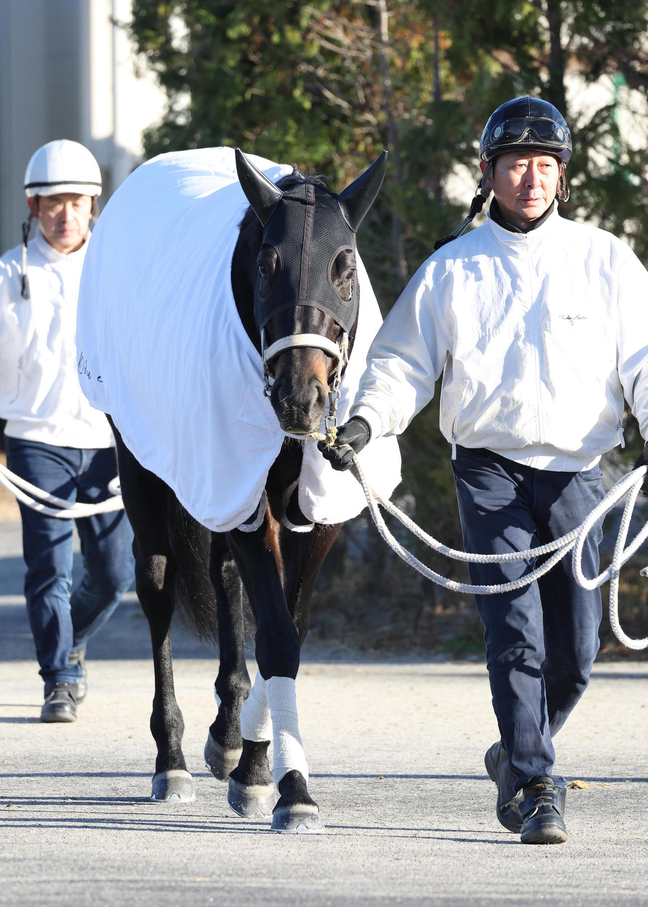 厩舎周りで運動するディープボンド（2023年12月21日撮影）
