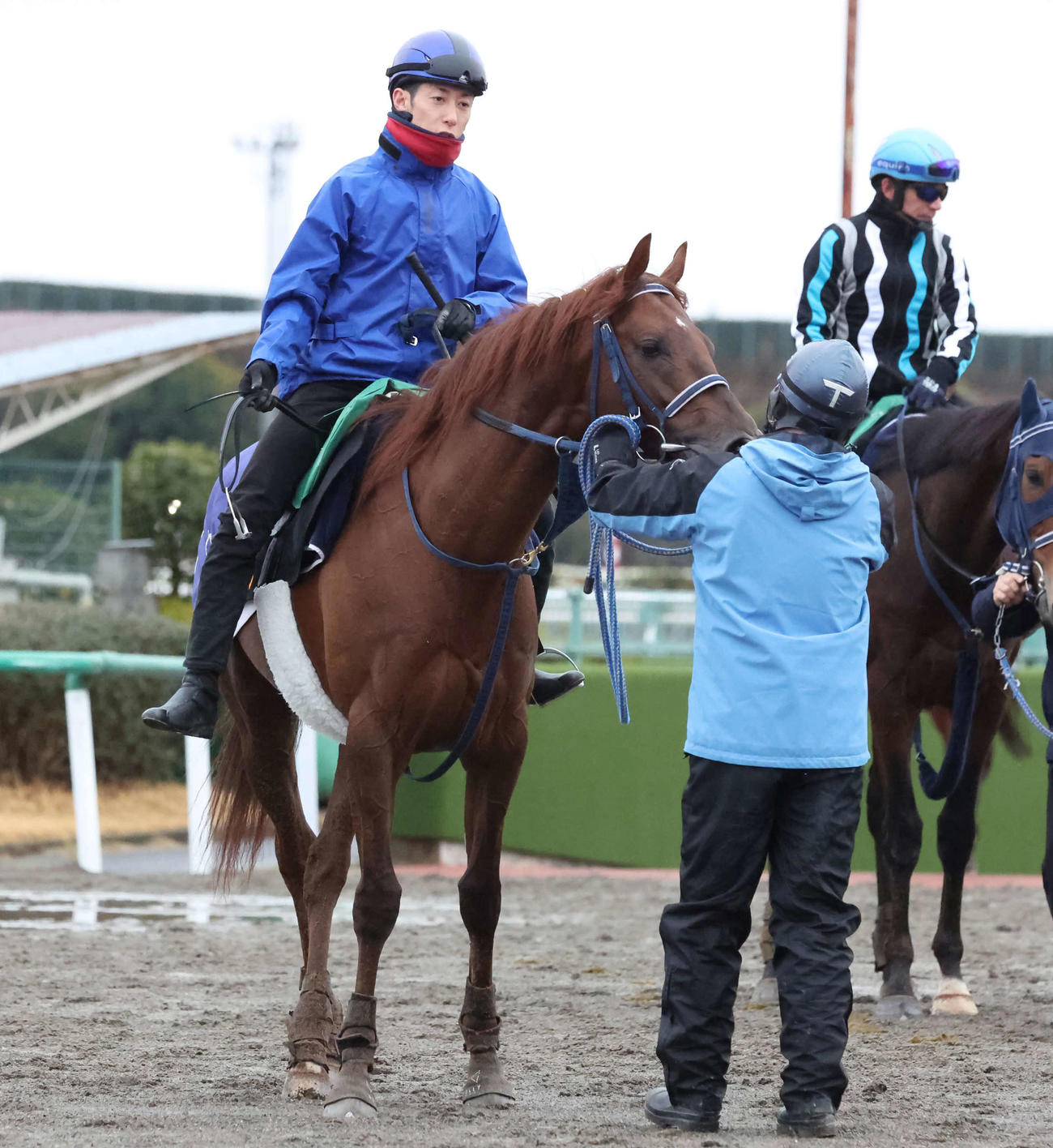 3月6日、追い切りを終えて馬場を出るペッレグリーニ