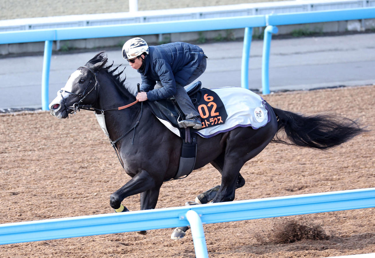 北村宏騎手を背に美浦ウッドで追い切るシュトラウス（撮影・鈴木正人）