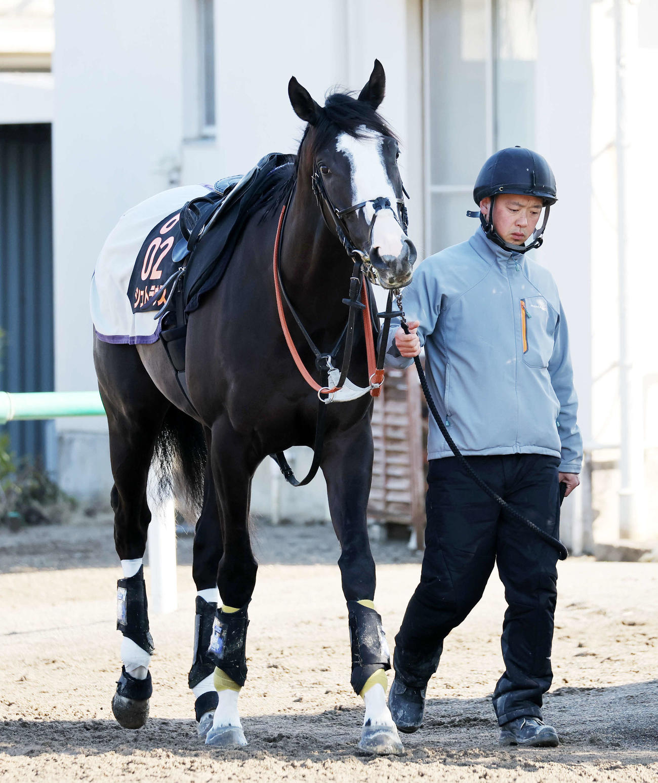 引き運動するシュトラウス（撮影・鈴木正人）