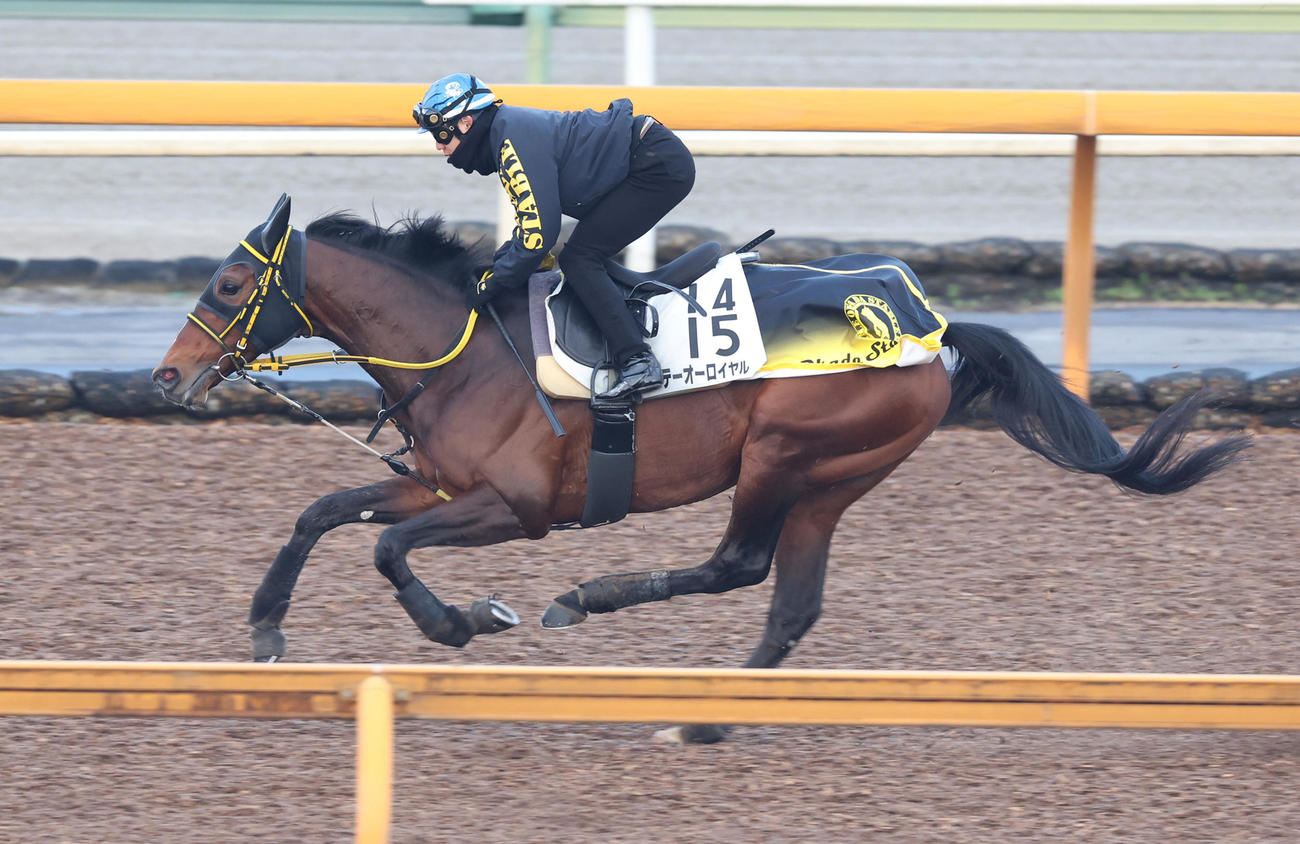 菱田騎手を背にCウッドで追い切るテーオーロイヤル