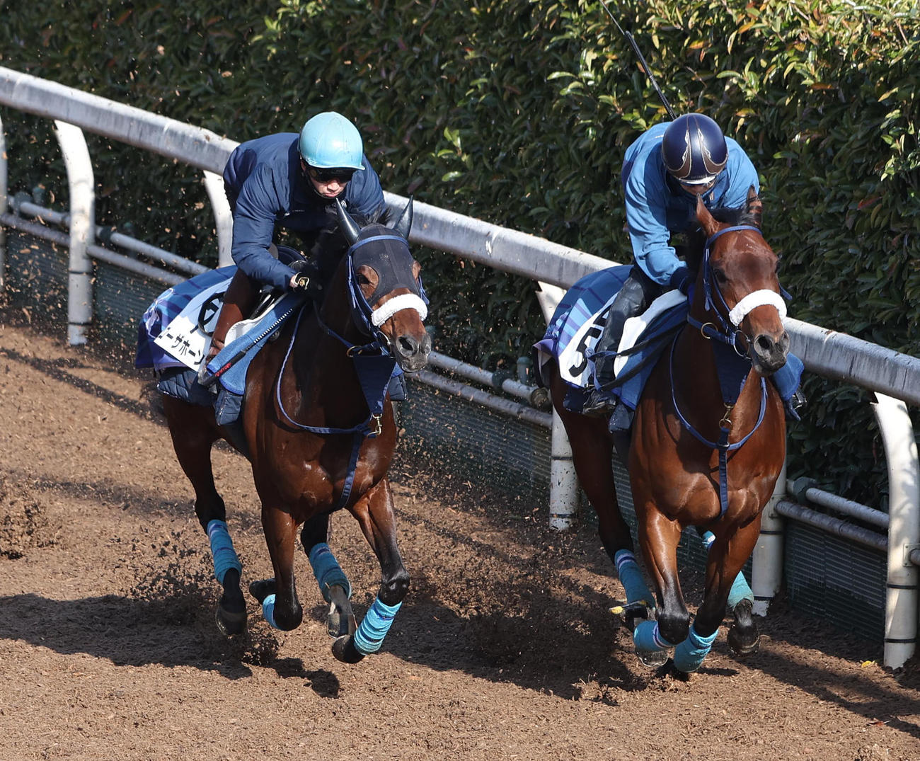 菅原明騎手を背にブローザホーン（左）は坂路でロードアウォードと併せて追い切られた（撮影・白石智彦）