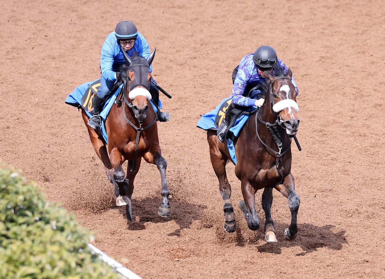 美浦坂路で併せて追い切るシックスペンス（右）（撮影・鈴木正人）