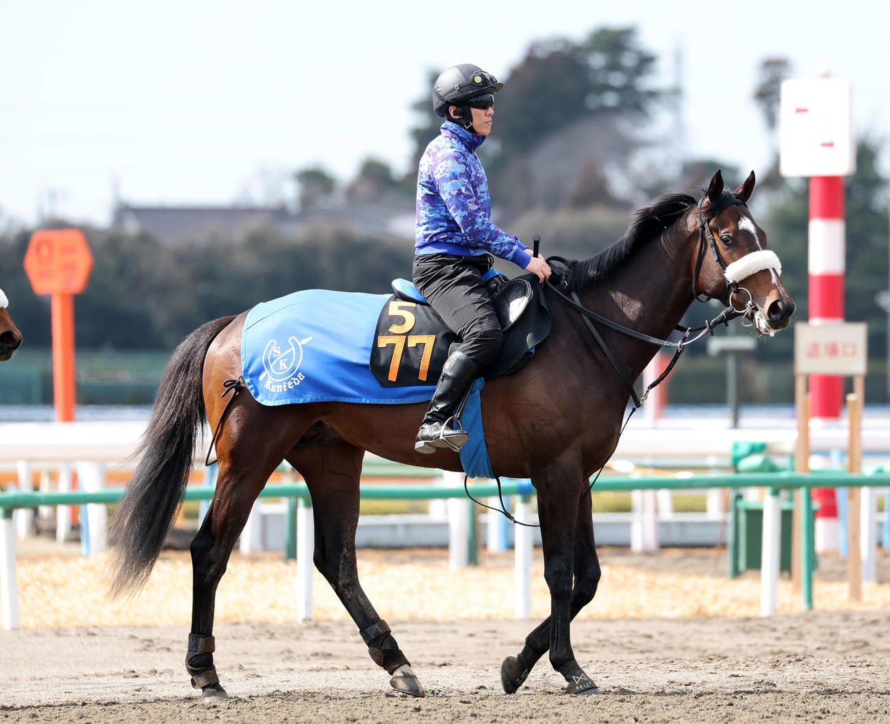 乗り運動するシックスペンス（撮影・鈴木正人）