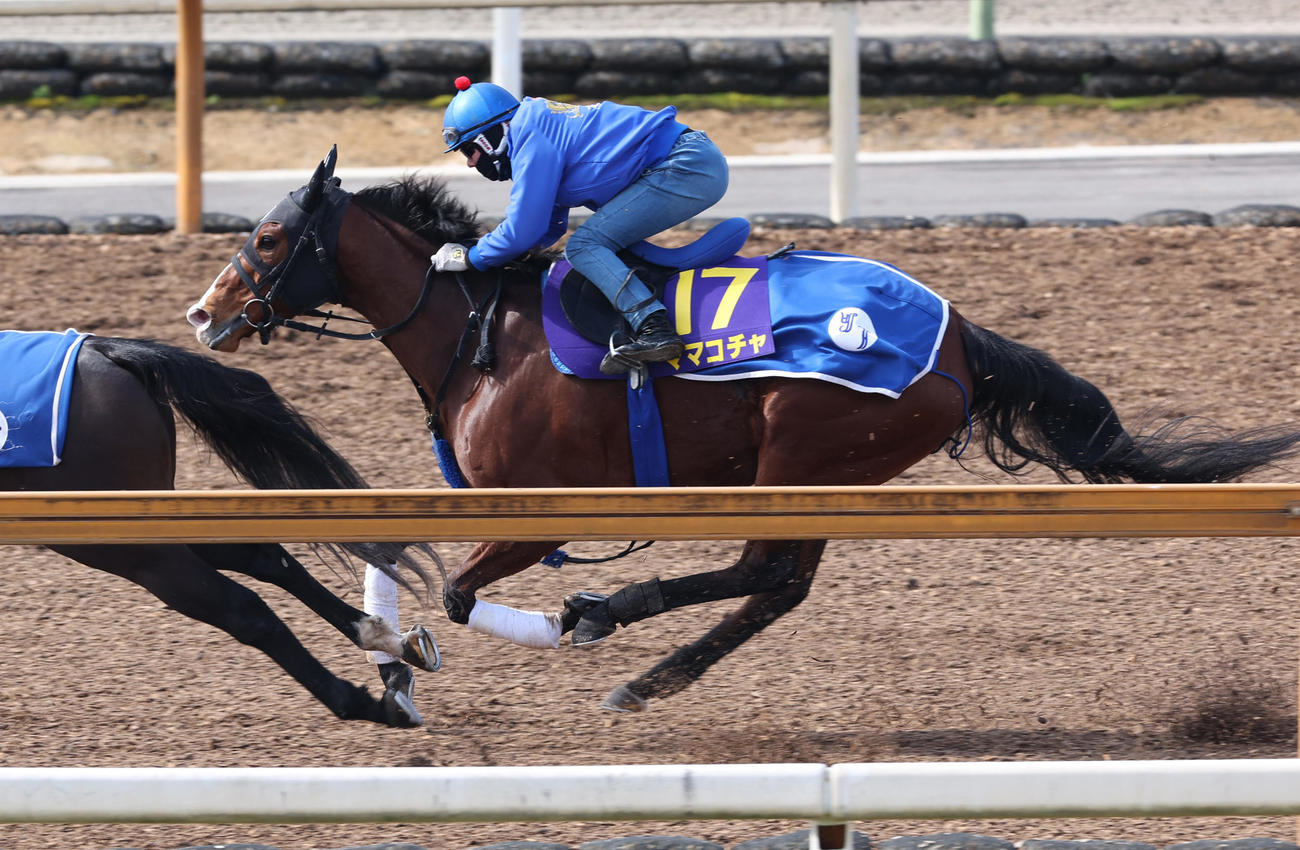 Cウッドにて併せ馬で追い切るママコチャ