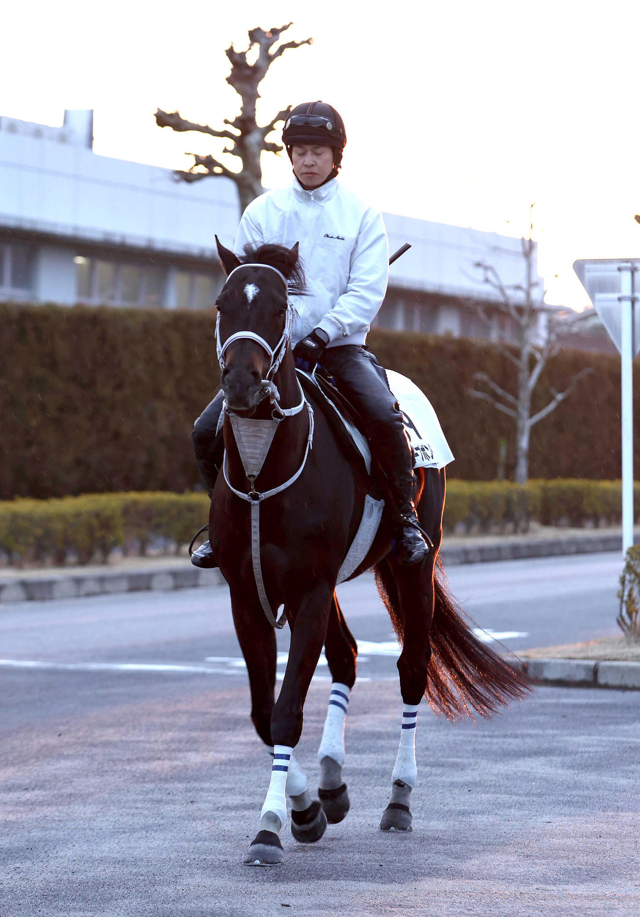 厩舎周りで運動するディープボンド（撮影・白石智彦）