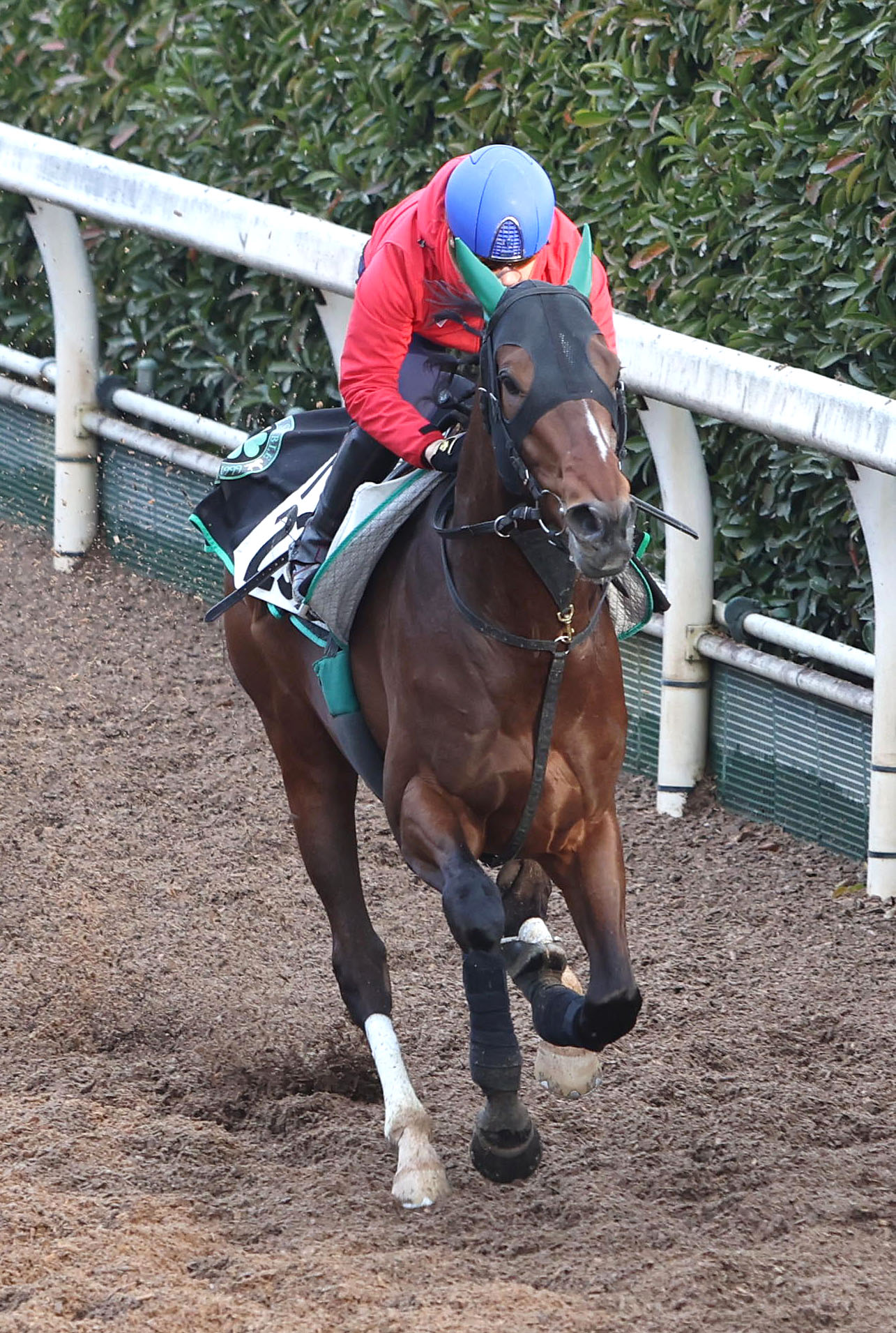 池添騎手を背に坂路を単走で追い切るサヴォーナ（撮影・白石智彦）