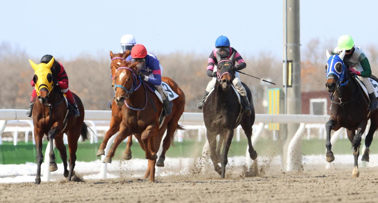 デビューへの切符を目指して駆ける2歳馬たち（撮影・奥村晶治）
