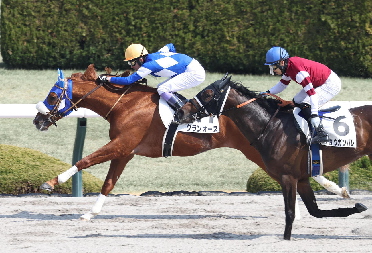 阪神2R、武豊騎手を背に3歳未勝利を勝ち上がったグランオース（撮影・白石智彦）