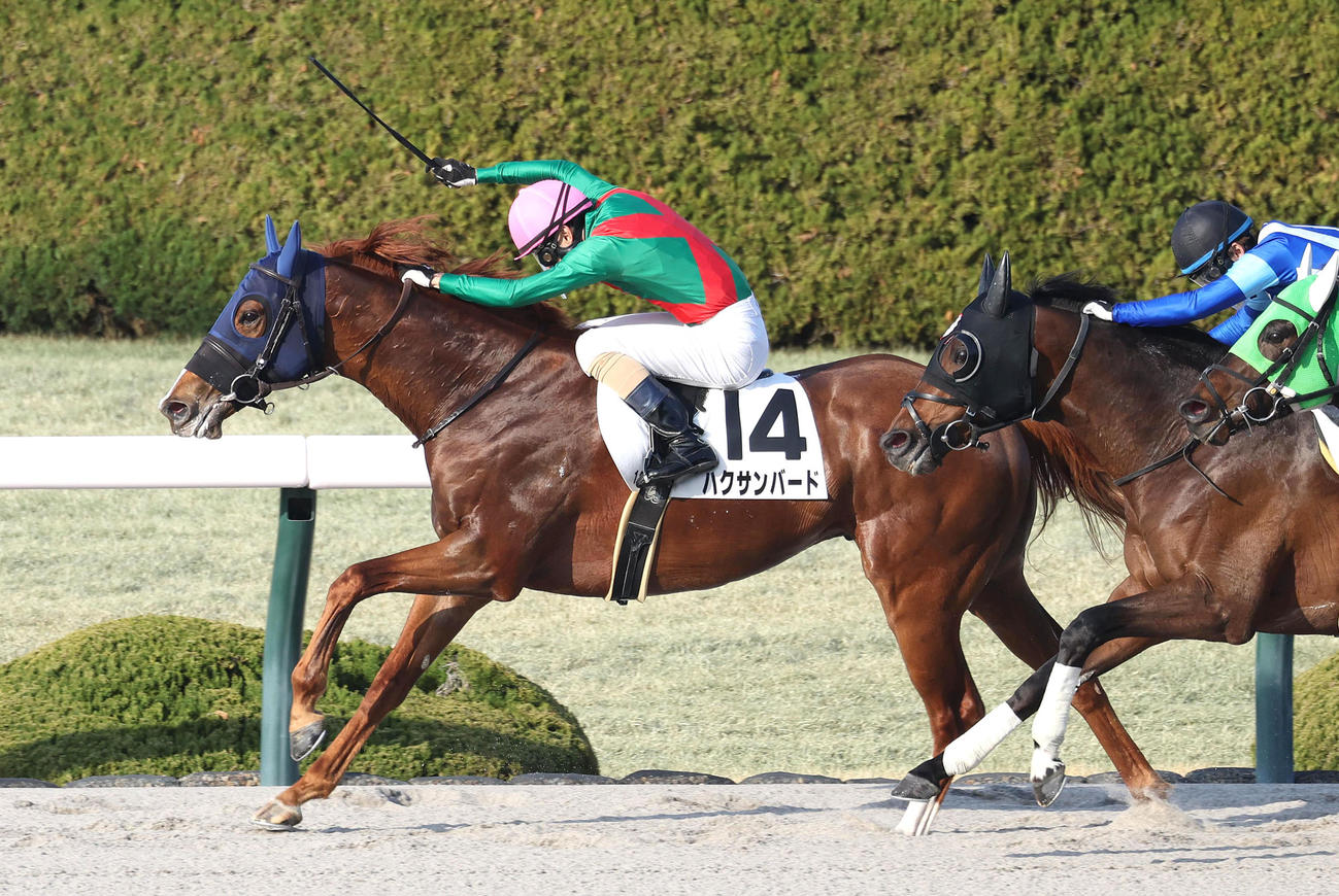 阪神12R、ハクサンバードが勝利し管理する高橋一師は開業初勝利を挙げる（撮影・白石智彦）