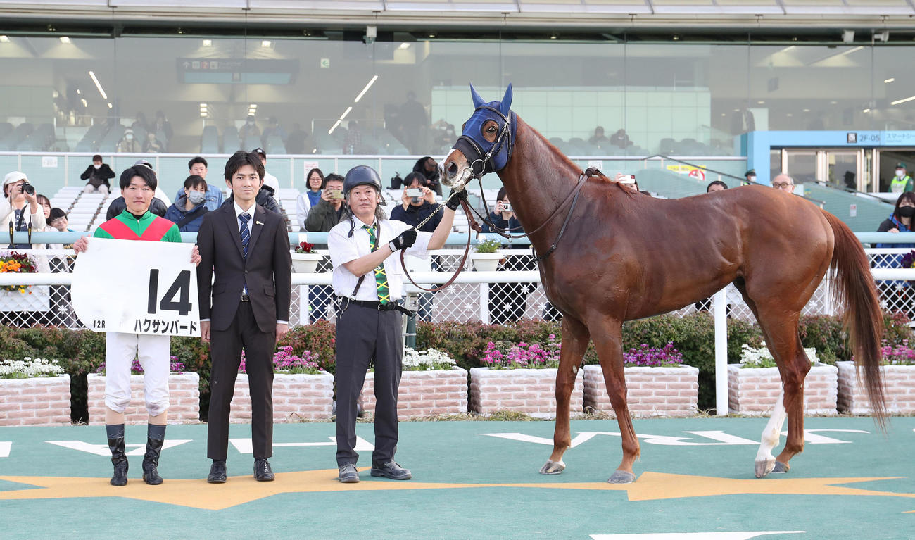 阪神12R、厩舎初勝利を挙げたハクサンバードと口取りに並ぶ高橋一師（中央）（撮影・白石智彦）