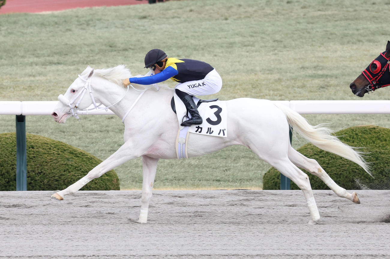 阪神2R、川田騎手を背に3歳未勝利を勝ち上がったカルパ（撮影・白石智彦）