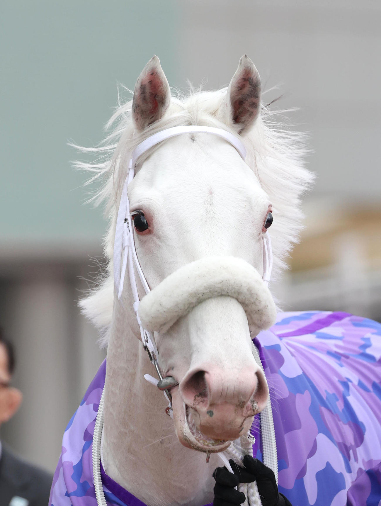 阪神2R、3歳未勝利を勝ち上がったカルパ（撮影・白石智彦）