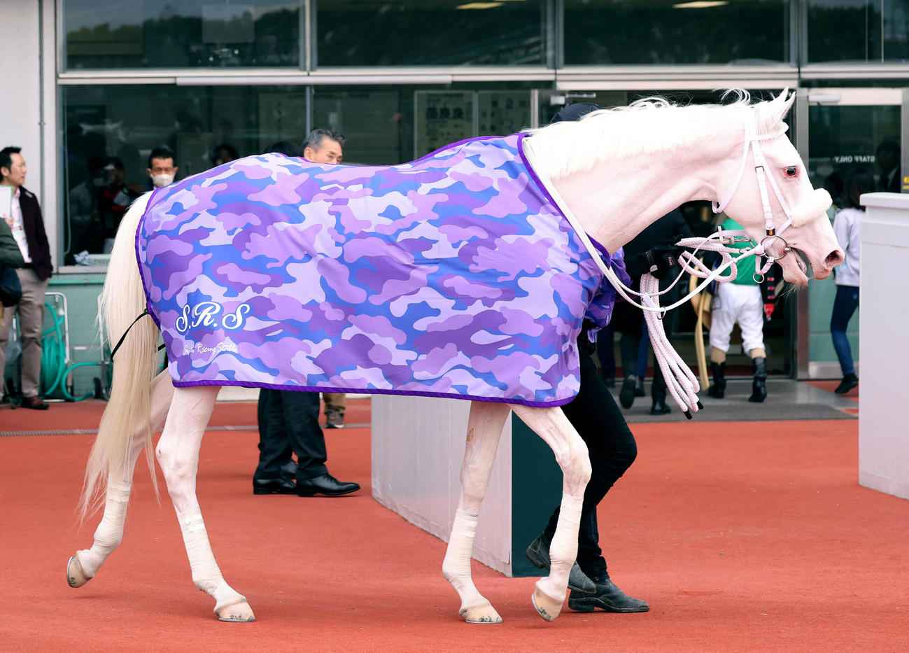 阪神2R、3歳未勝利を勝ち上がったカルパ（撮影・白石智彦）