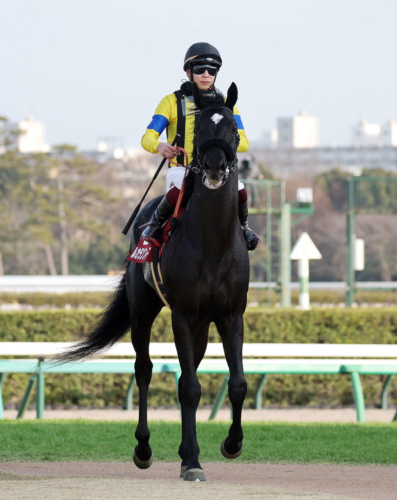 スプリングSで3着になったルカランフィーストと横山武騎手（撮影・鈴木正人）