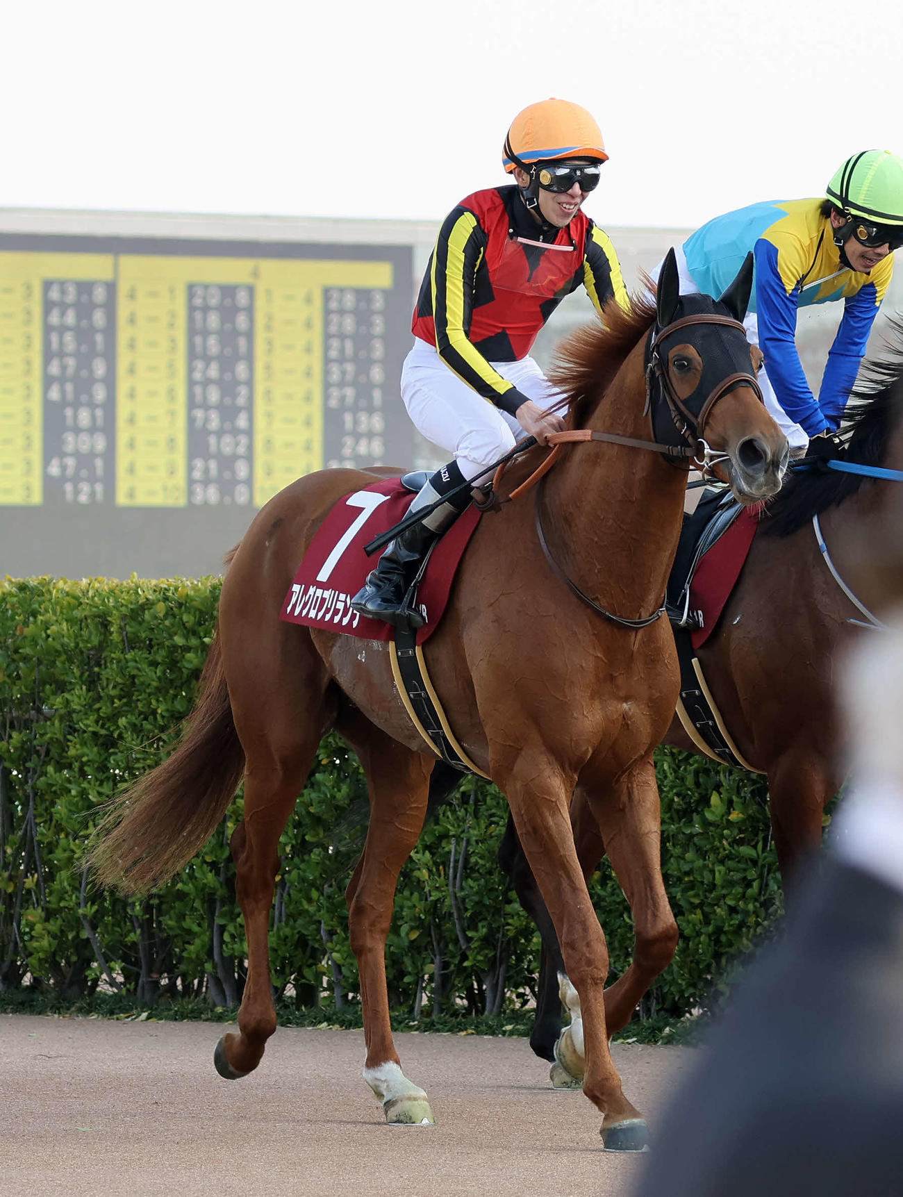 スプリングSで2着になったアレグロブリランテと横山和騎手（撮影・鈴木正人）