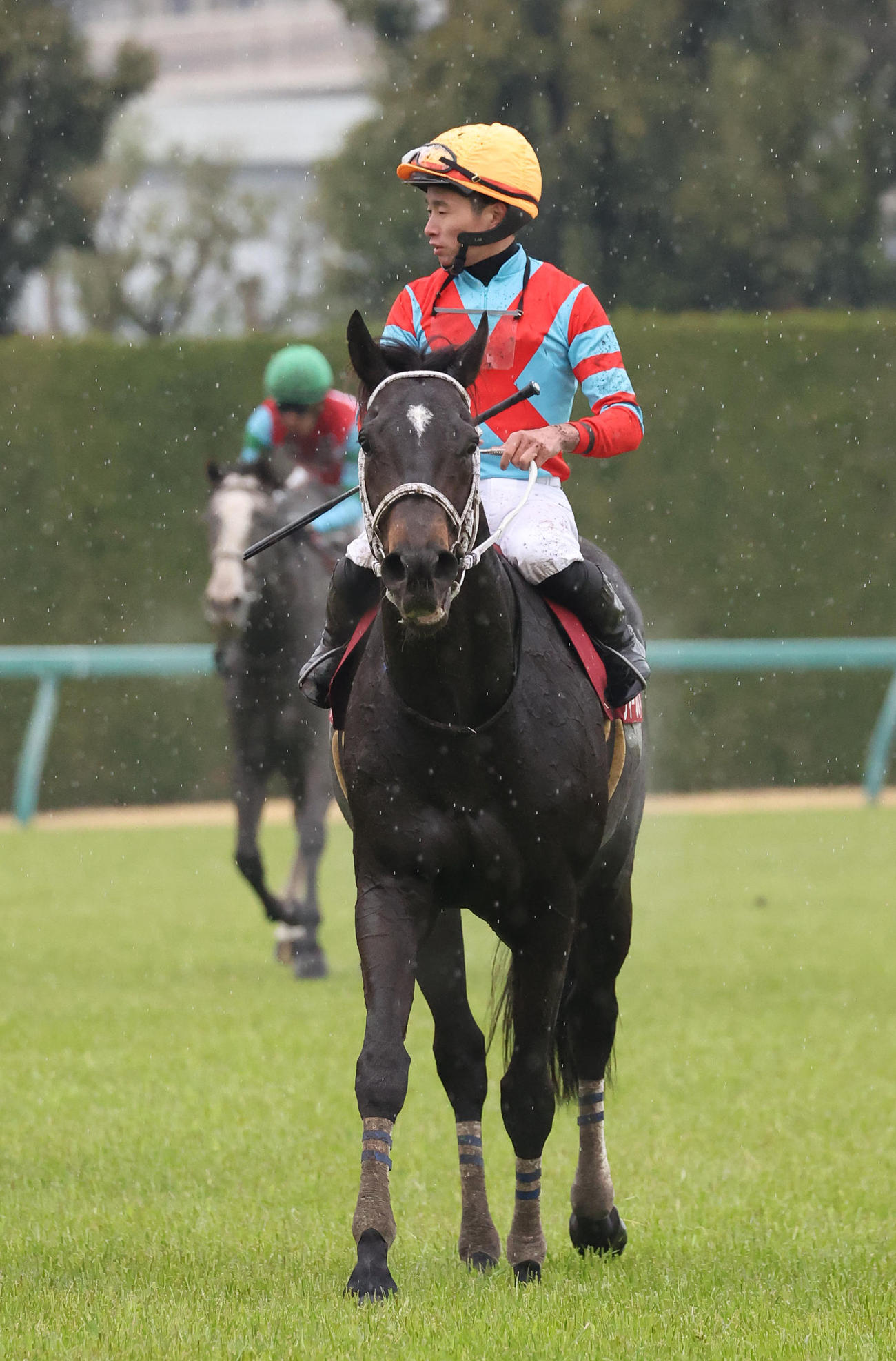 阪神大賞典、7着に敗れたディープボンド（撮影・白石智彦）