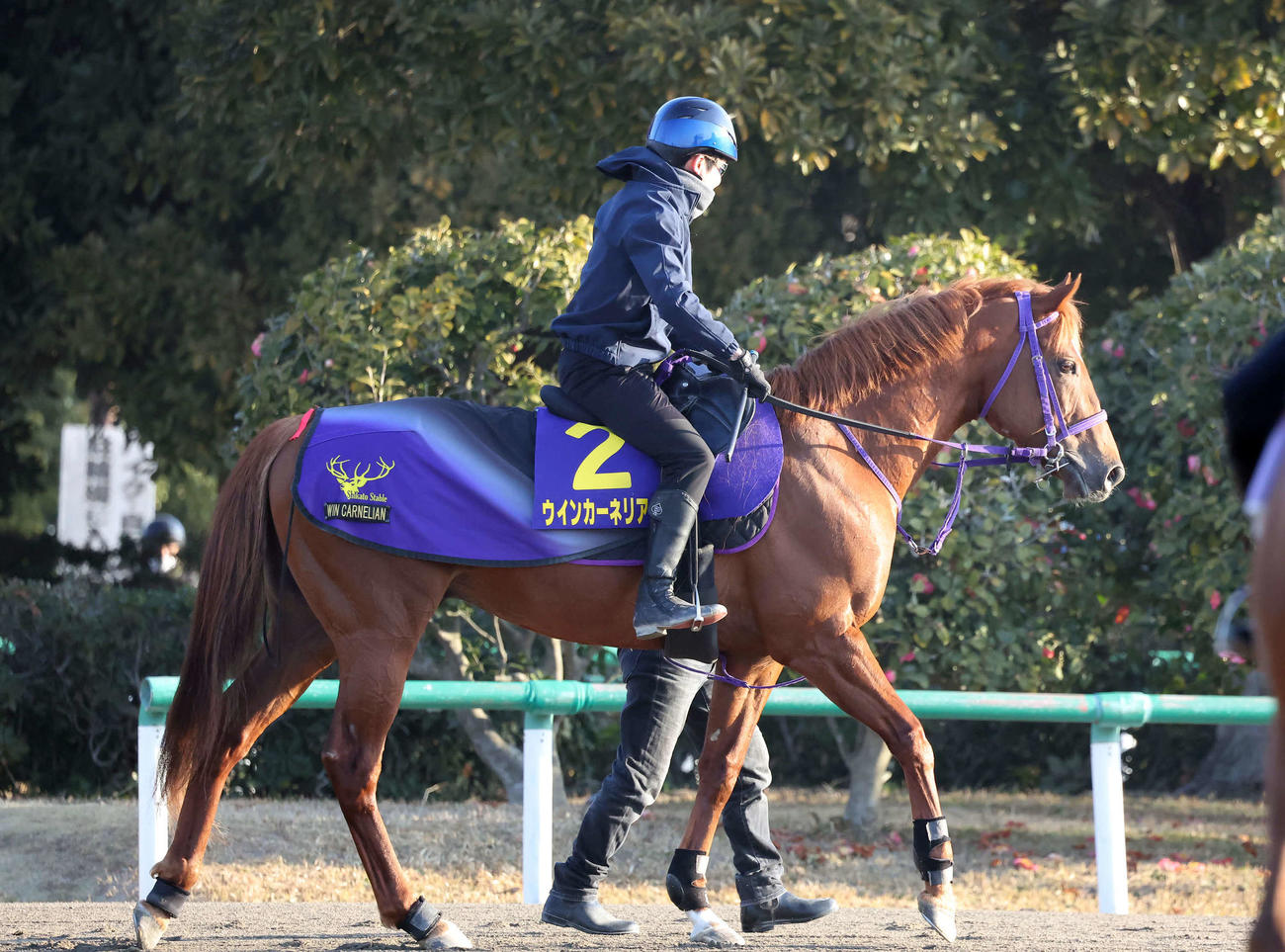 馬場へ向かうウインカーネリアンと三浦騎手（撮影・丹羽敏通）