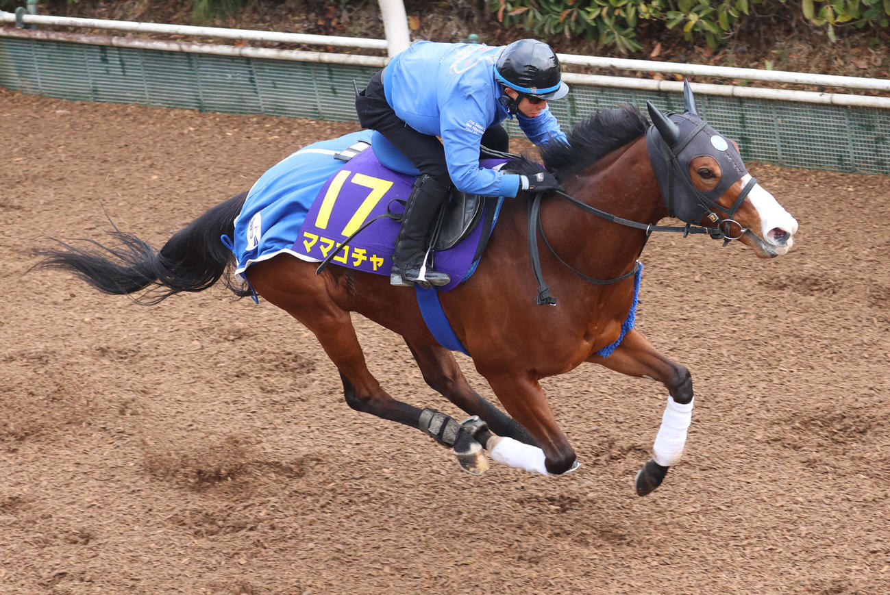 坂路で追い切るママコチャ