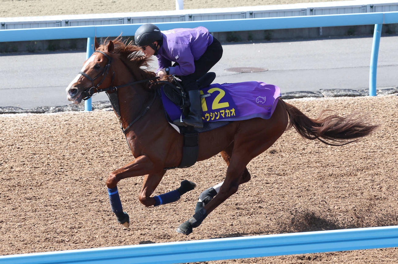 トウシンマカオは美浦ウッドを単走で追い切られた（撮影・丹羽敏通）