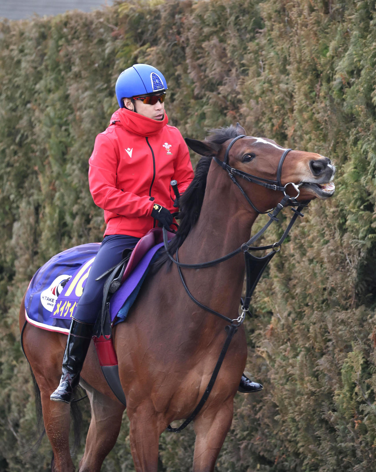 池添騎手を背に厩舎周りで運動するメイケイエール（撮影・白石智彦）