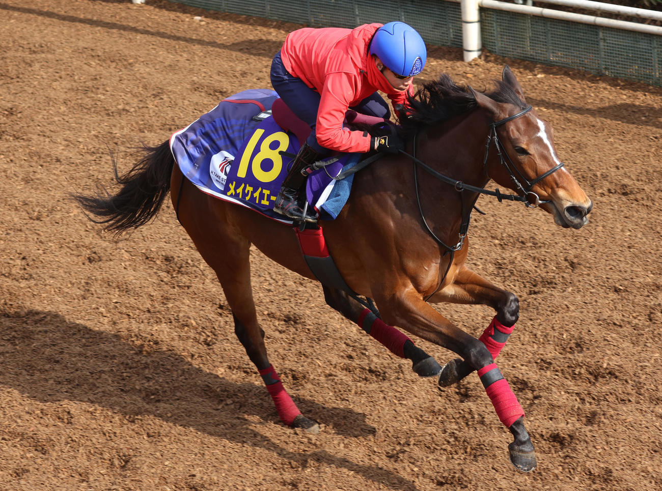 池添騎手を背に坂路で追い切るメイケイエール