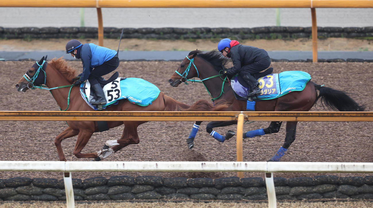 池添騎手を背に、Cウッドでグランデサラス（左）と併せて追い切るプラダリア（撮影・白石智彦）