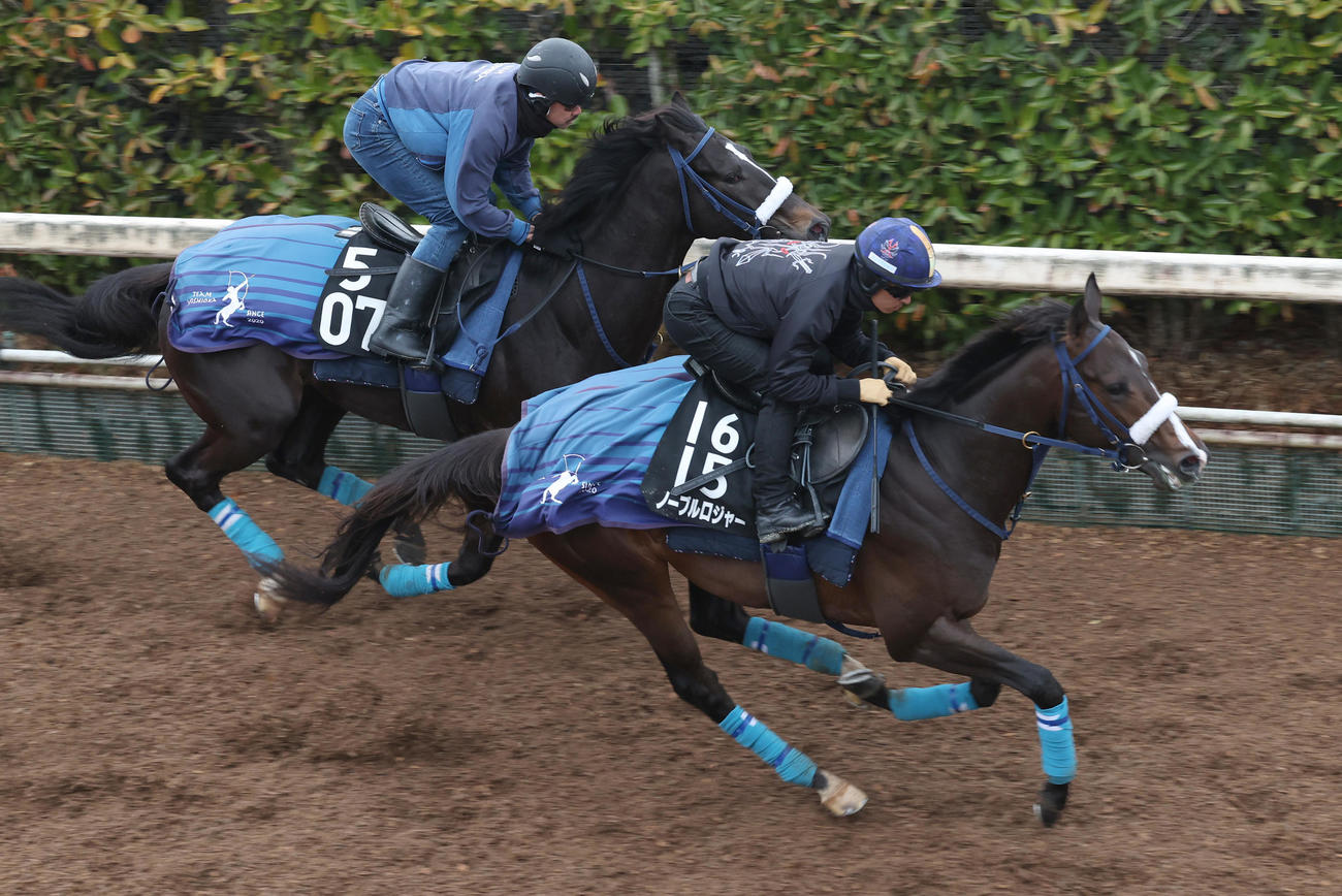 川田騎手を背にノーブルロジャー（右）はジャスティンダイスと併せて追い切り半馬身先着