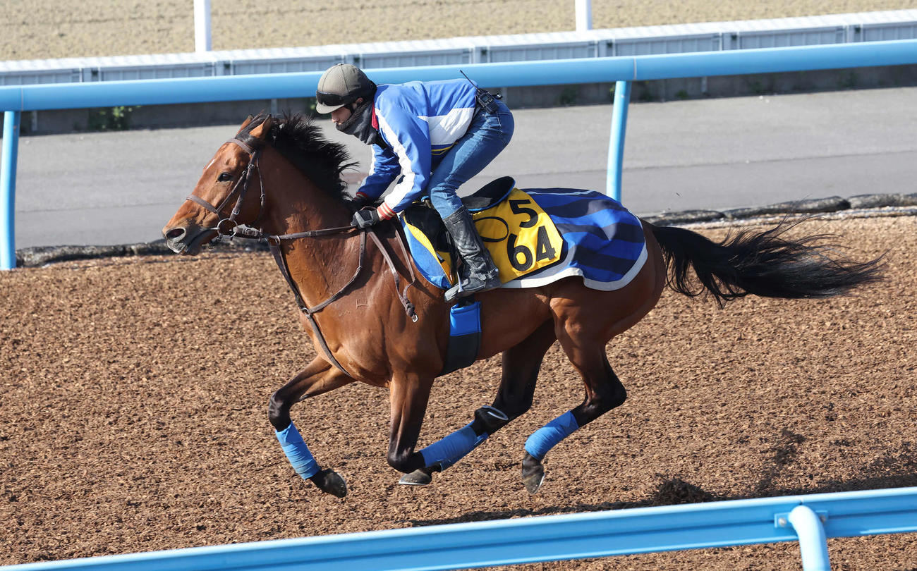 クロミナンスは美浦ウッドを単走で追い切られた（撮影・丹羽敏通）