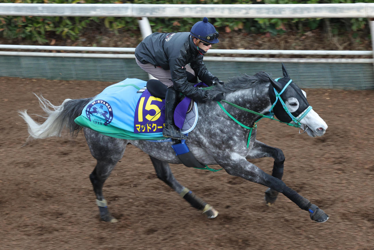 坂路で追い切るマッドクール