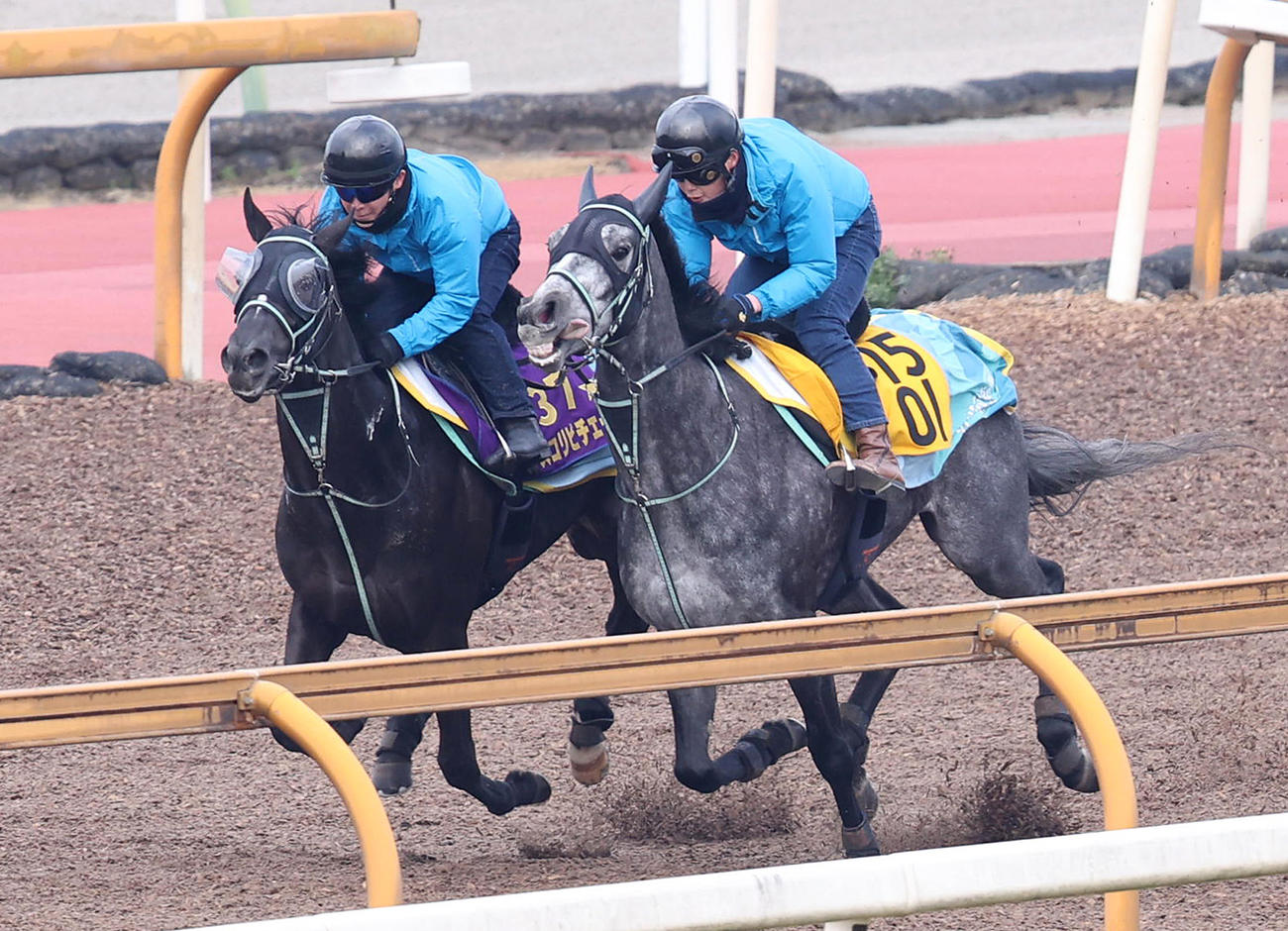 Cウッドをフェブランシェ（右）と併せ馬で追い切るアスコリピチェーノ（撮影・白石智彦）