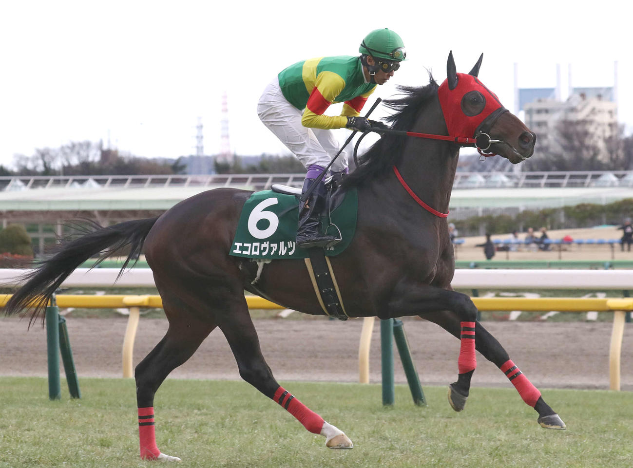 共同通信杯5着に敗れたエコロヴァルツと武豊騎手