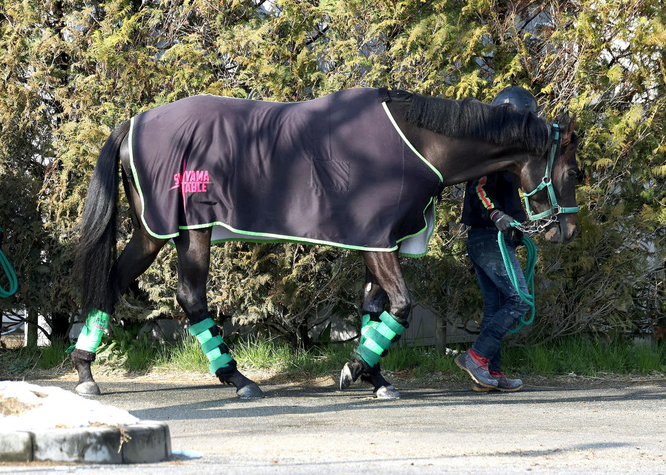 厩舎周りを運動するルガル（撮影・白石智彦）
