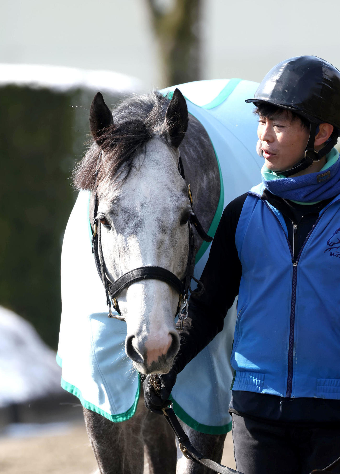 厩舎周りを運動するマッドクール（撮影・白石智彦）