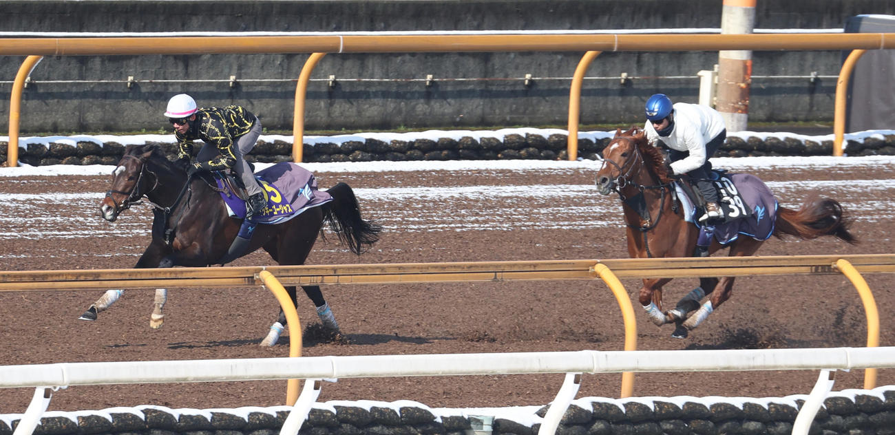 CWコースにて併せ馬で追い切るミッキーゴージャス（左）