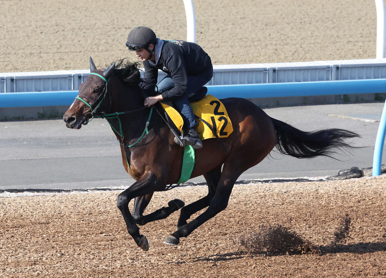 ウインエアフォルクは美浦ウッドを単走で追い切られた（撮影・丹羽敏通）