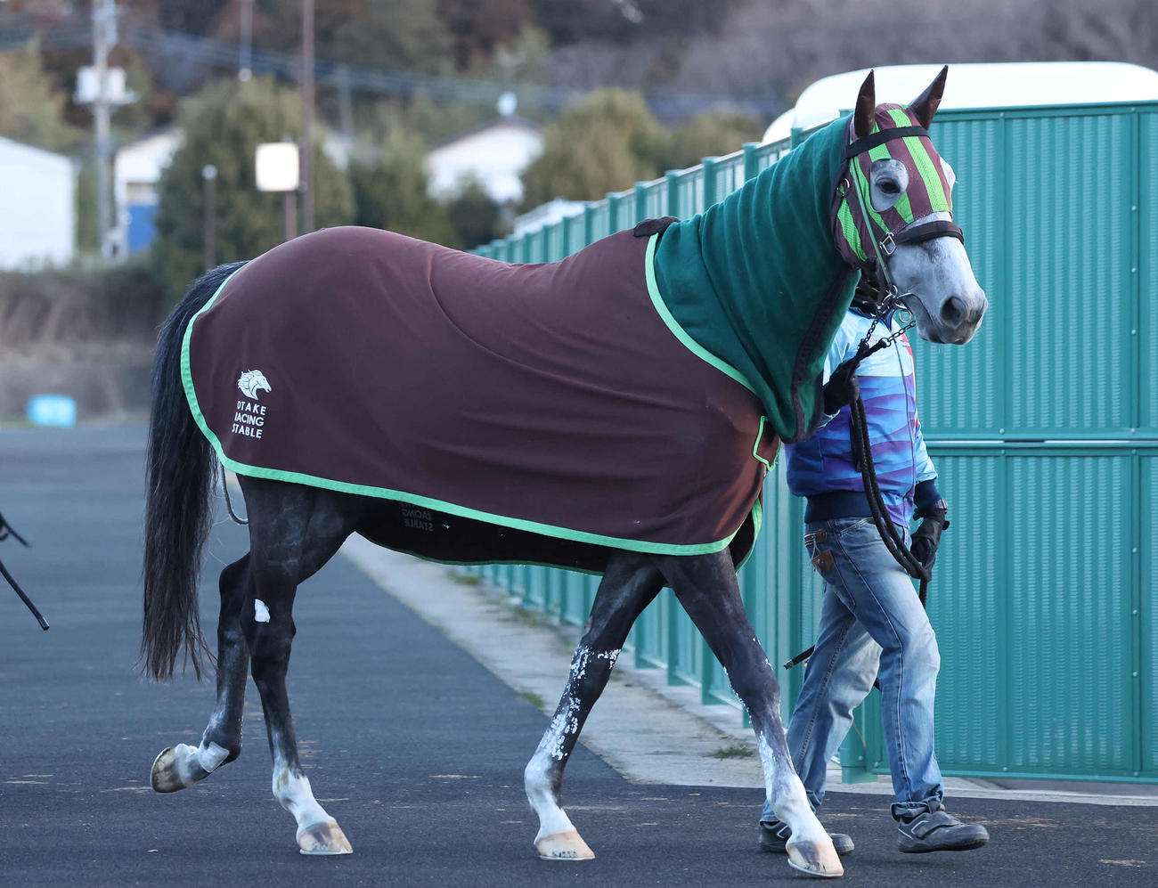 厩舎周りで引き運動するシュバルツカイザー（2024年3月21日撮影）