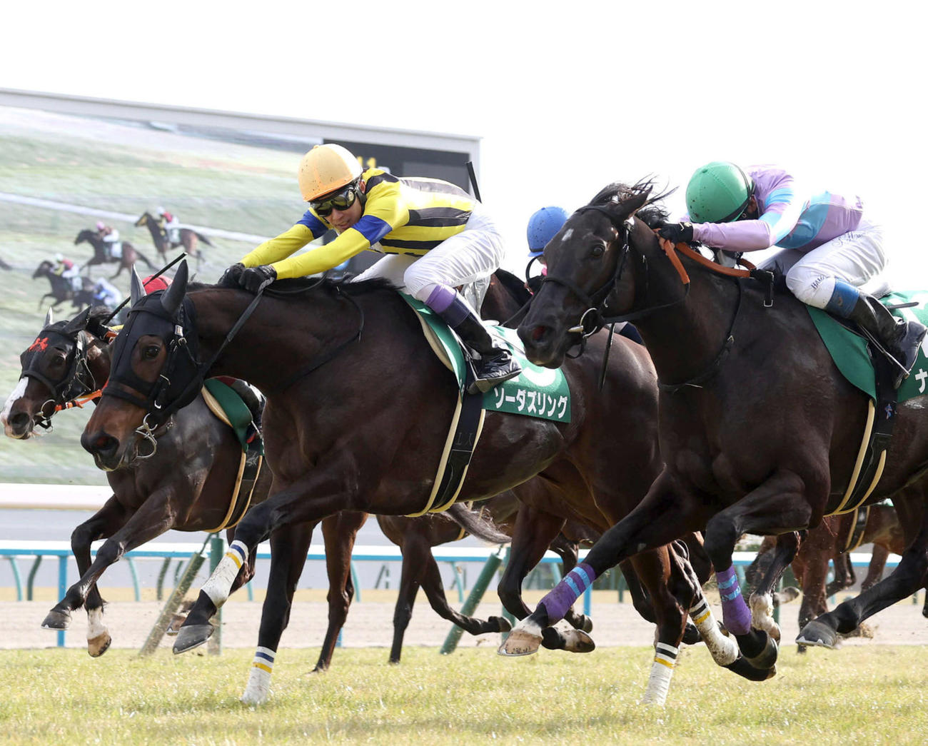 2月17日、京都牝馬Sを勝利したソーダズリング