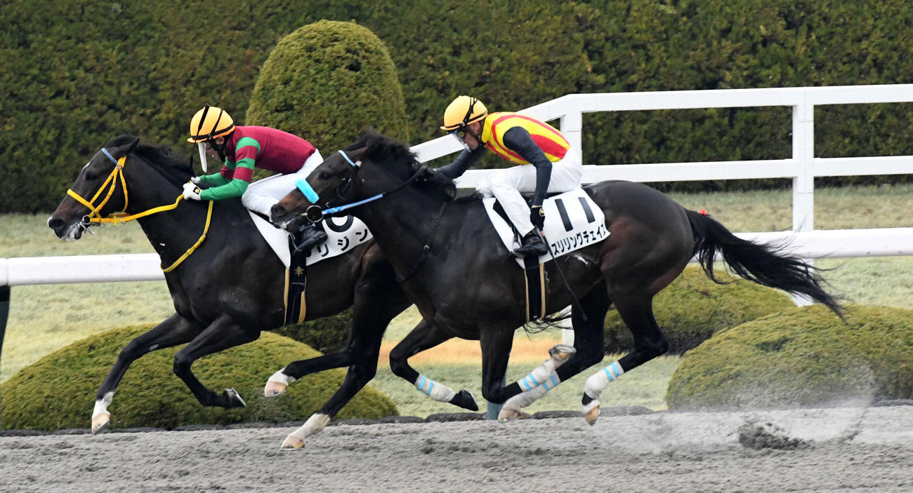 阪神8R、4歳以上1勝クラスを制したリジン（左）（撮影・前岡正明）