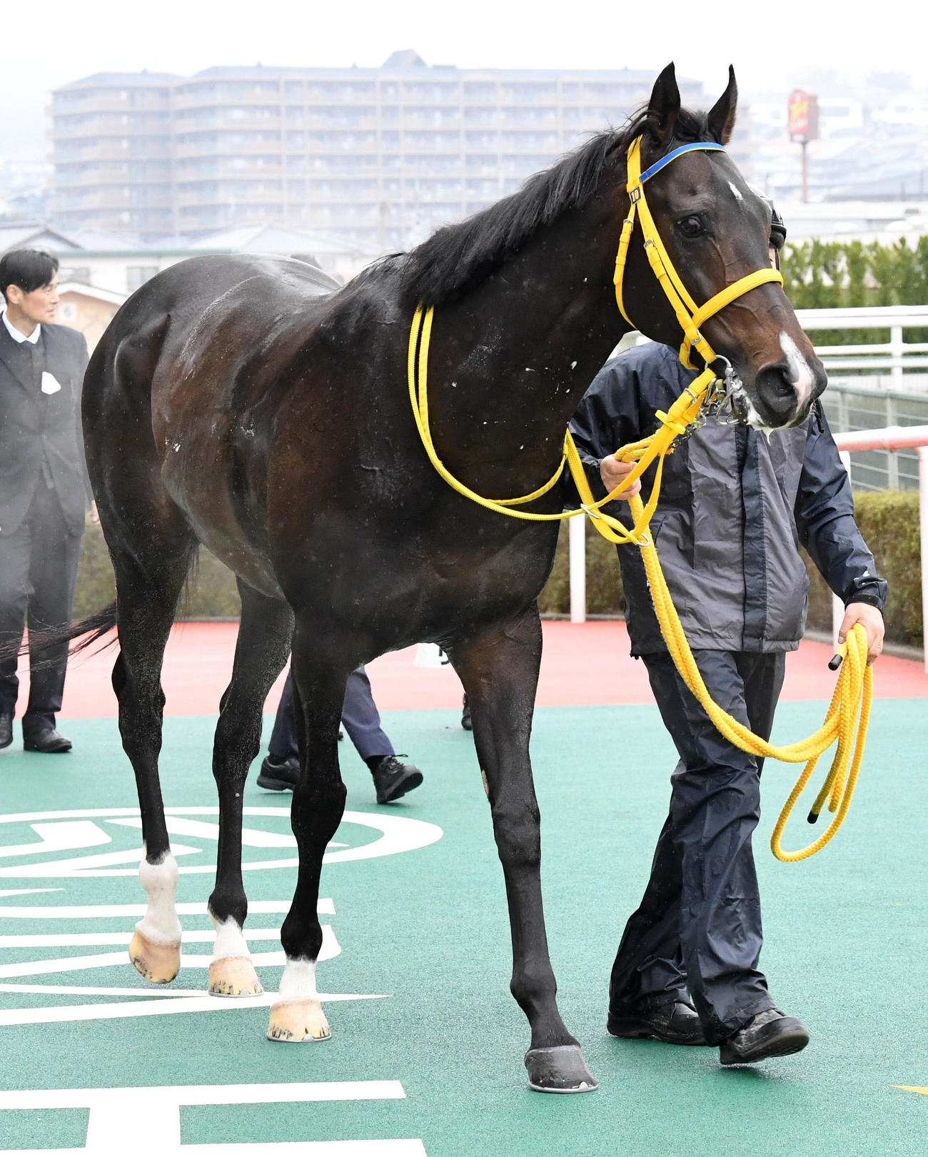 4歳以上1勝クラス戦を制したリジン（撮影・前岡正明）