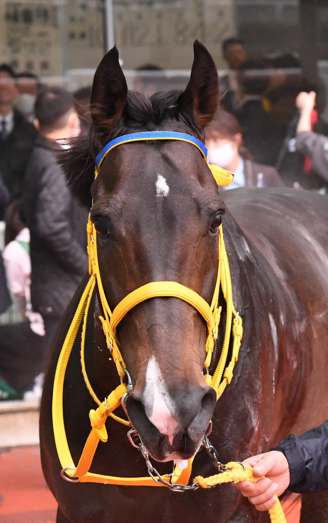 4歳以上1勝クラス戦を制したリジン（撮影・前岡正明）