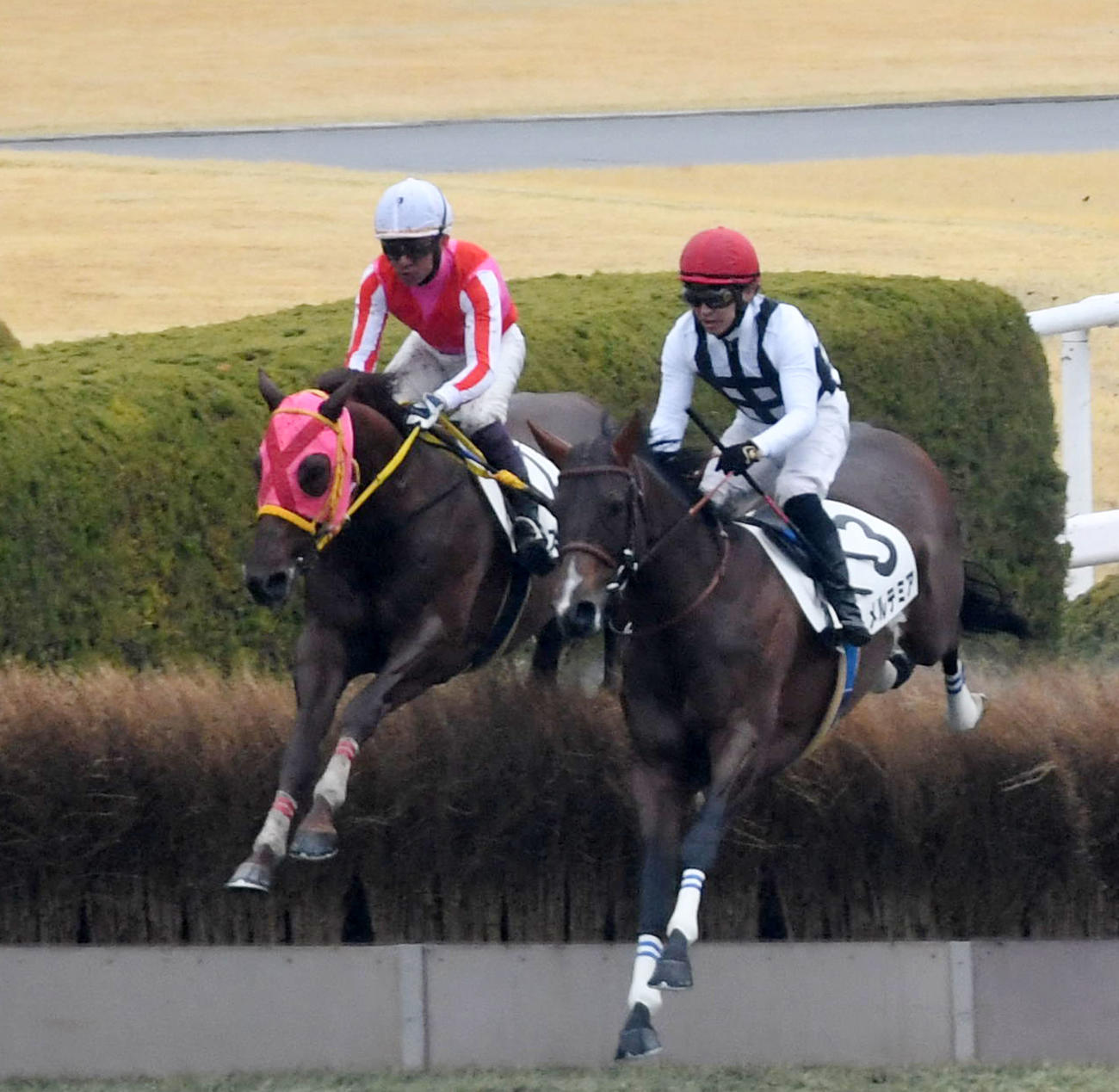 阪神4R、障害4歳以上未勝利を制したメルテミアと小坂騎手（右）（撮影・前岡正明）