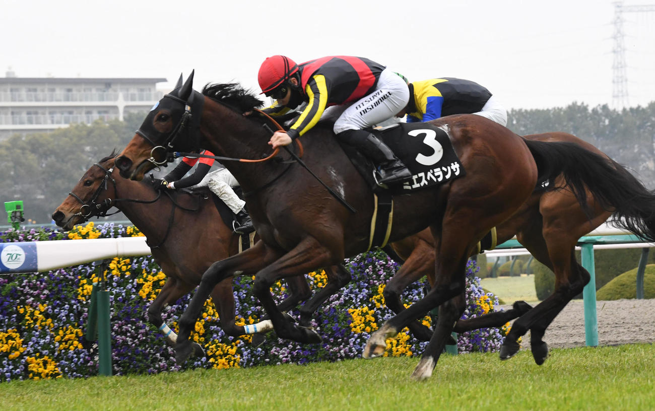 阪神9R、君子蘭賞を制したミエスペランサ（手前）（撮影・前岡正明）