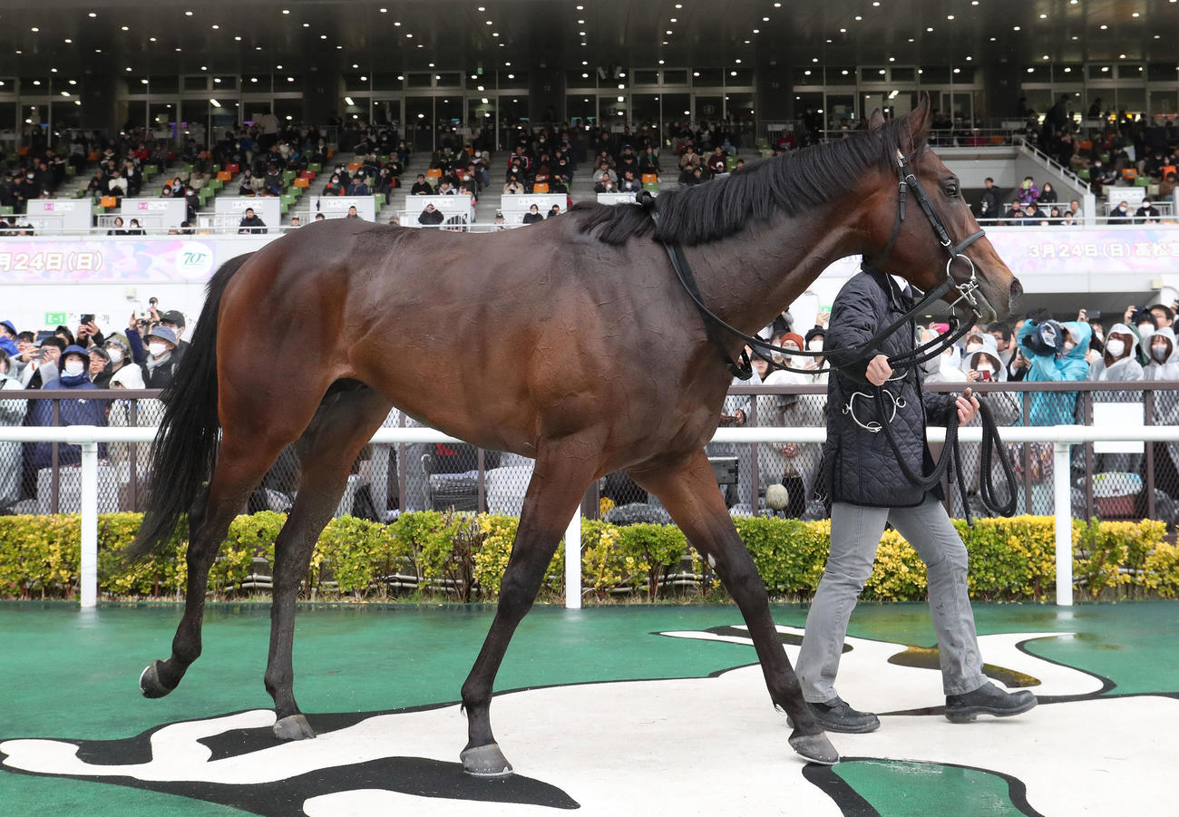 中京9R、大寒桜賞を制したシュガークン（撮影・白石智彦）