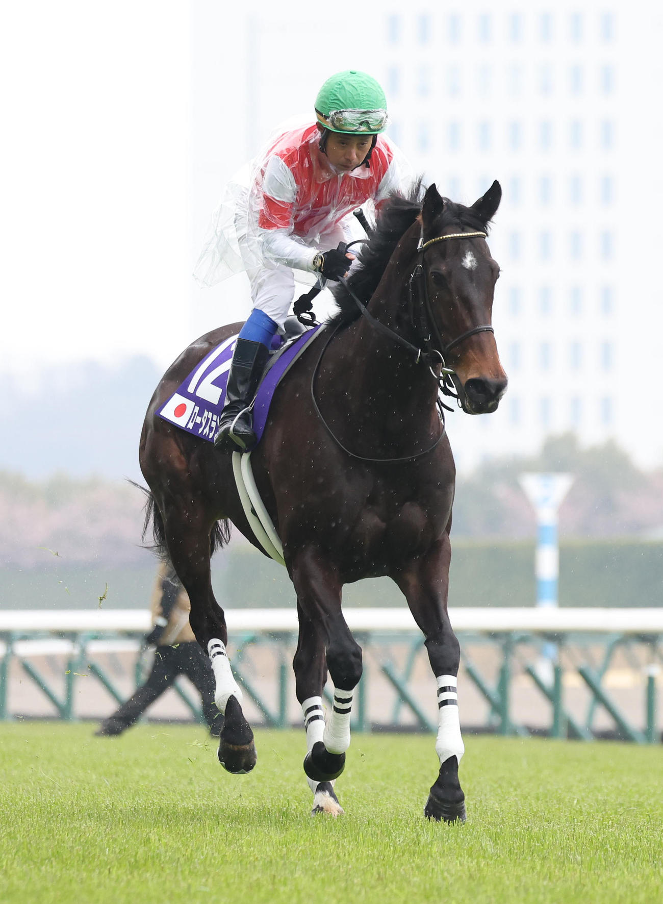 中京11R、馬場入りするロータスランド（撮影・白石智彦）