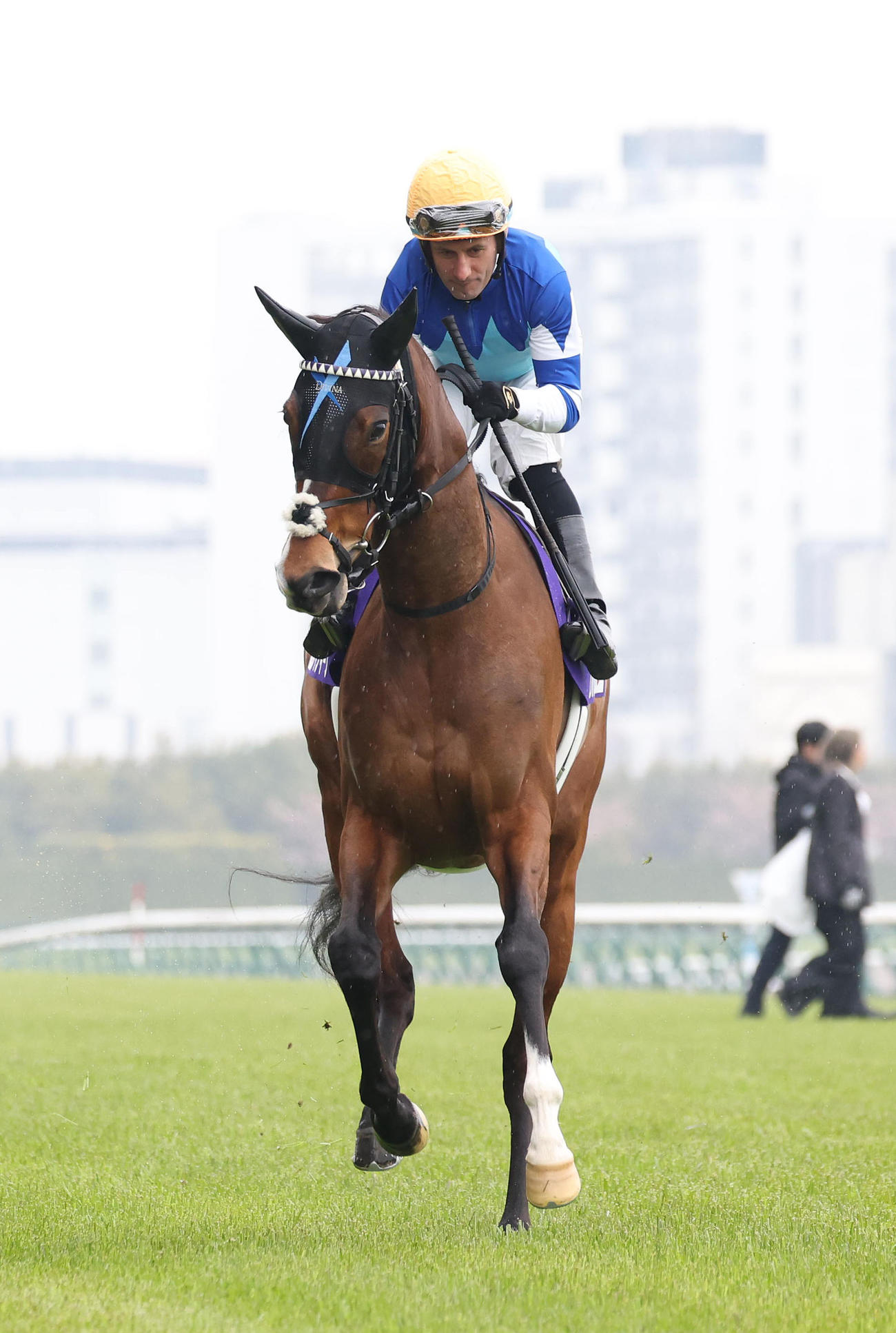 中京11R、馬場入りするディヴィーナ（撮影・白石智彦）