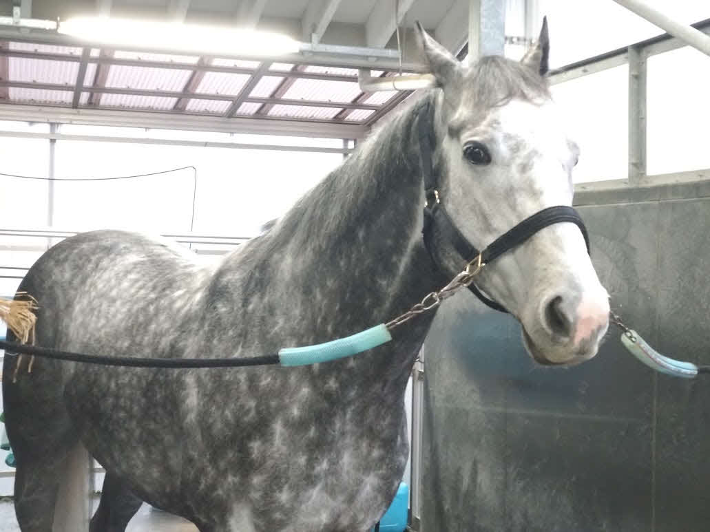 高松宮記念を制しG1馬となったマッドクール。レース翌日も元気一杯だ