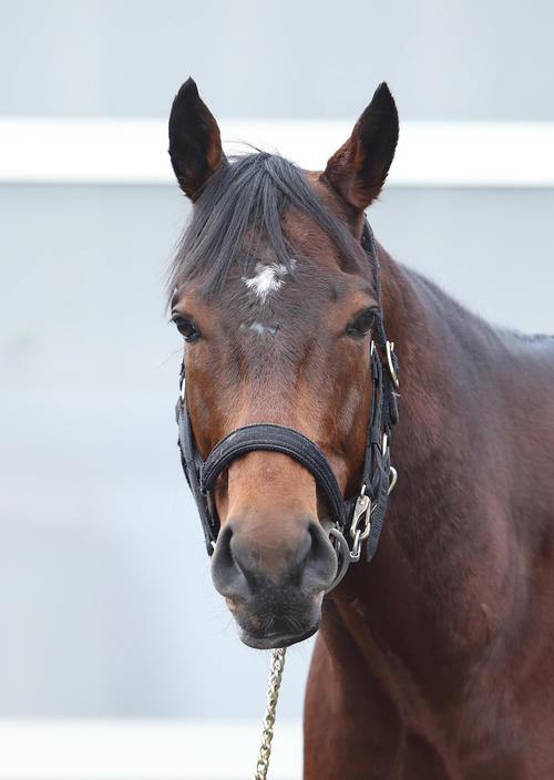 シャマルが連覇！地方馬2、3着激走で3連単38万円超の波乱／黒船賞